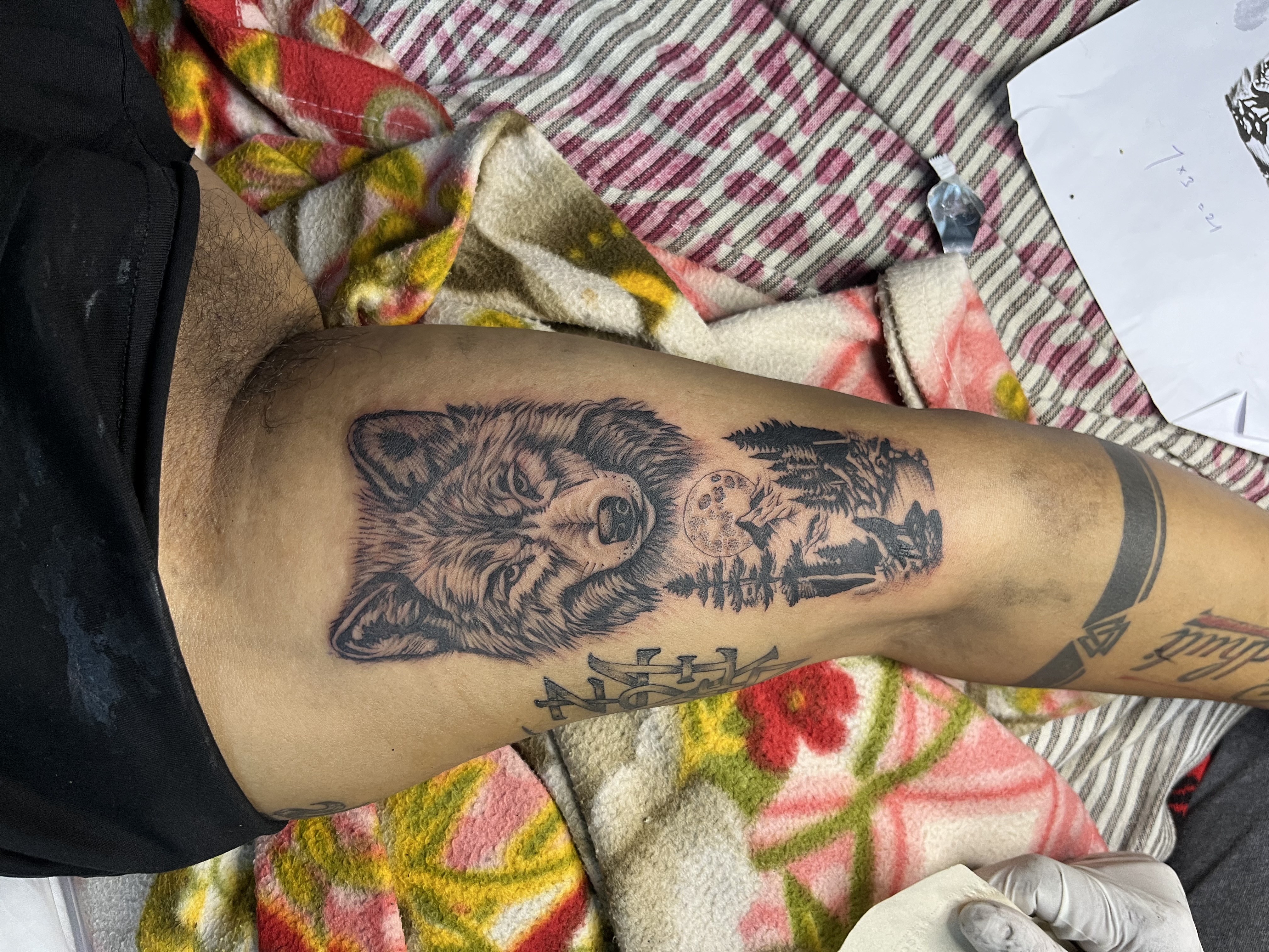 Wolf